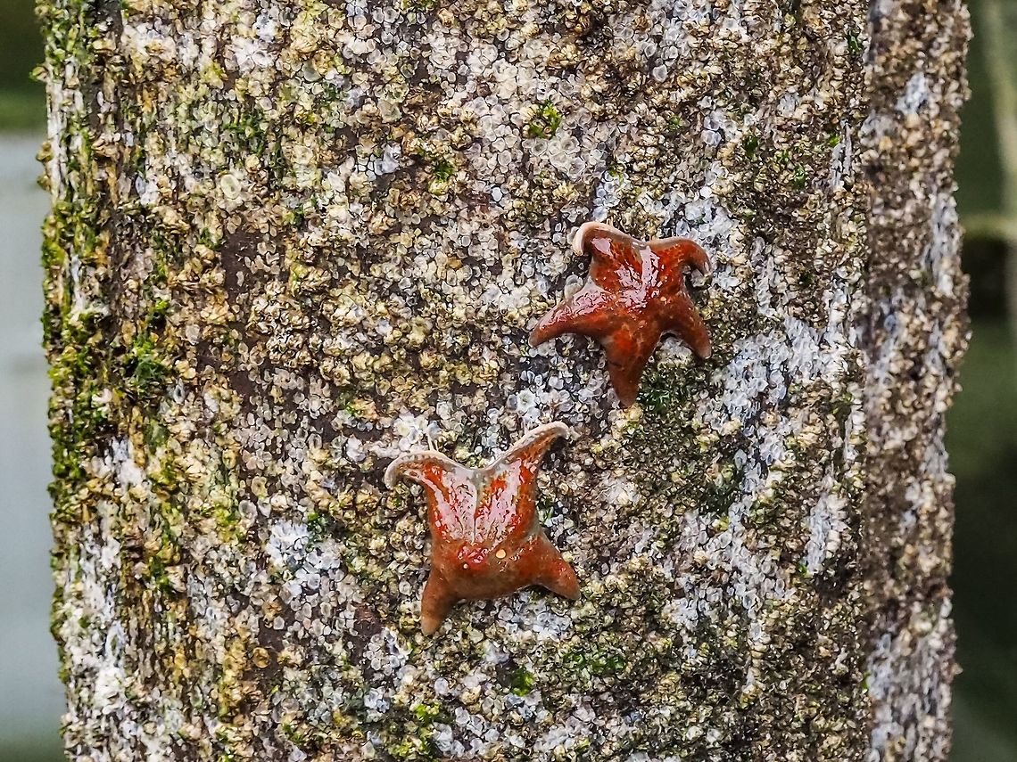 Left High and Dry! These two Leather Stars are waiting for the tide to come up. In fact they may succumb to gravity and fall off this piling that is one of many holding up the Whaletown Dock. Perhaps they were too busy feasting on the barnacles to notice that the tide was falling. The evidence of their feasting is seen by the absence of barnacles in some areas. One of them also seems to be missing an &ldquo;arm&rdquo;. Canada,Dermasterias imbricata,Geotagged,Leather Star,Summer