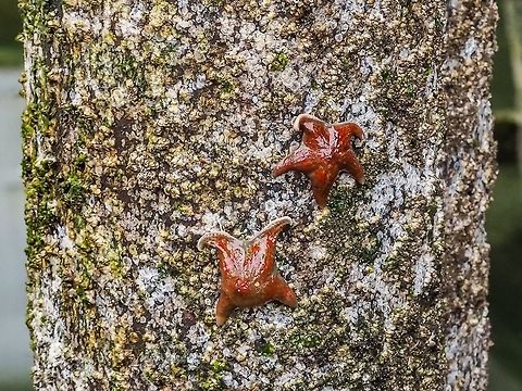 Left High and Dry! These two Leather Stars are waiting for the tide to come up. In fact they may succumb to gravity and fall off this piling that is one of many holding up the Whaletown Dock. Perhaps they were too busy feasting on the barnacles to notice that the tide was falling. The evidence of their feasting is seen by the absence of barnacles in some areas. One of them also seems to be missing an “arm”. Canada,Dermasterias imbricata,Geotagged,Leather Star,Summer