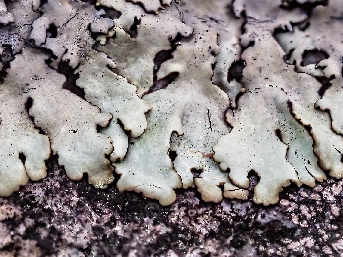 A Granite Loving Lichen The outer edge of a lichen on a rock just above the tide line. Possibly a Physcia sp. or Paeophyscia sp.   Canada,Geotagged,Summer