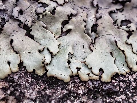 A Granite Loving Lichen The outer edge of a lichen on a rock just above the tide line. Possibly a Physcia sp. or Paeophyscia sp.   Canada,Geotagged,Summer