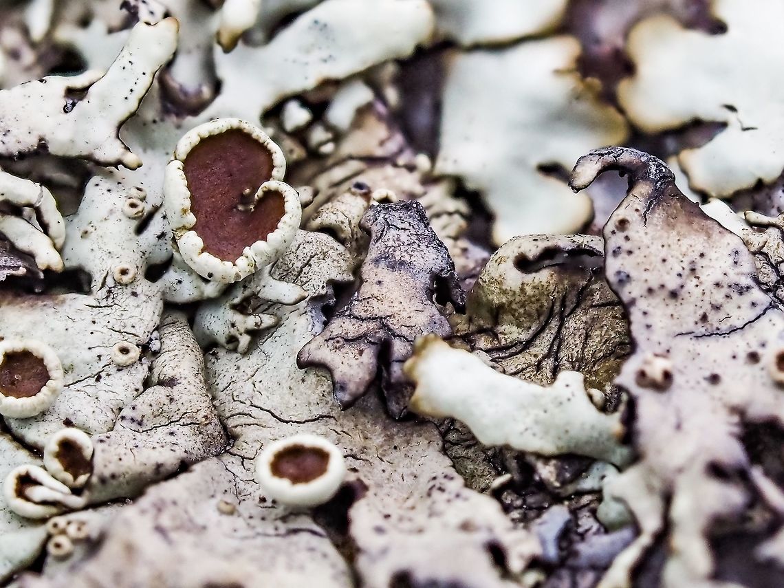 A Closeup of the Granite Loving Lichen I was surprised at the colours. The largest of the apothecia is about 7mm in diameter. Possibly a Physcia sp.? Canada,Geotagged,Summer