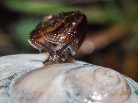 A Young Pacific Sideband Snail Goes Exploring. The snail, Monadenia fidelis, was slowly moving along the much larger shell of a marine moon snail, Neverita lewisii. The little Sideband’s shell is about 11mm in diameter. Canada,Geotagged,Monadenia fidelis,Pacific sideband,Summer