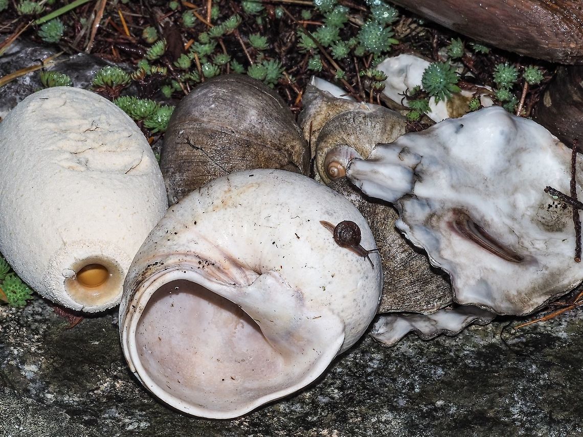 A Young Land Snail Explores the Shell of Its Marine Relative. The little (11mm in diameter) Pacific Sideband land snail is travelling on the shell of a Lewis&rsquo; moonsnail which is obviously much larger. There are a few more moonsnail shells in the photo. Canada,Geotagged,Monadenia fidelis,Pacific sideband,Summer