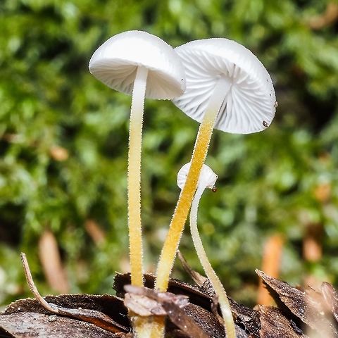 Strobilurus trullisatus