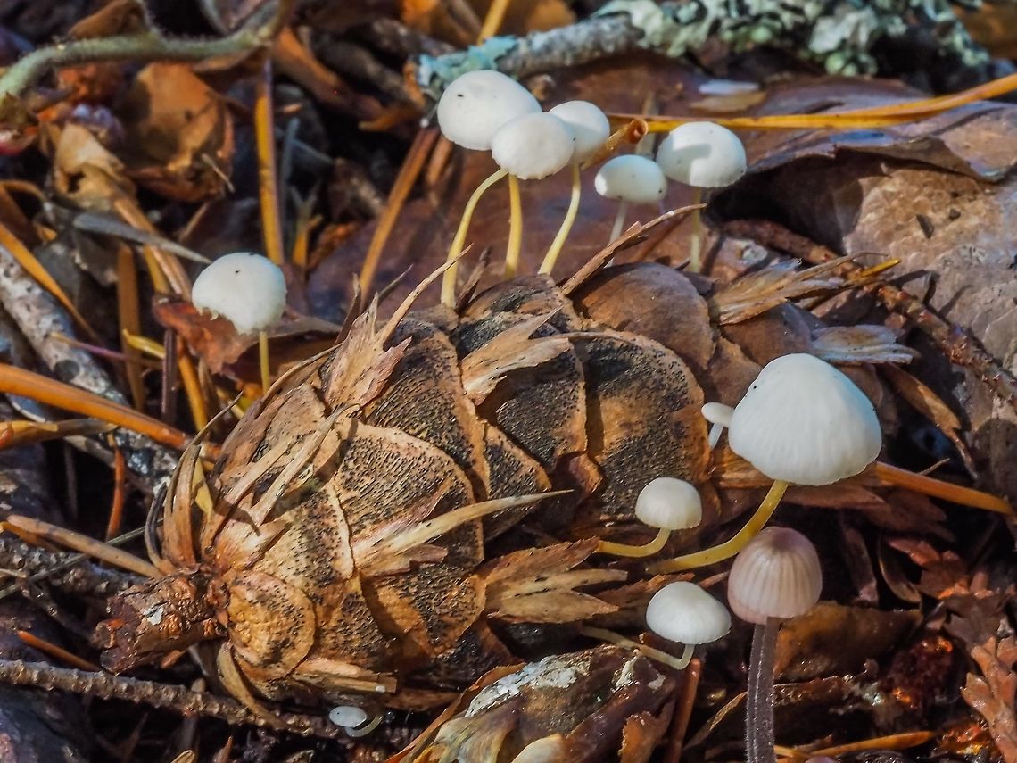 The Douglas Fircone Mushroom, Strobilurus trullisatus Photo showing the habitat of this mushroom. Canada,Fall,Geotagged,Strobilurus trullisatus