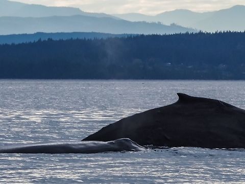 Two Humpback Whales With Quadra Island and the Mountains of Vancouver Island as Background No fancy manoeuvres, just passing through. Quite a thrill and a privilege to witness. The photo was taken with a long lens (300mm in full frame comparison) from a boat that is a 1/4 of the length of the whales. Canada,Fall,Geotagged,Humpback whale,Megaptera novaeangliae