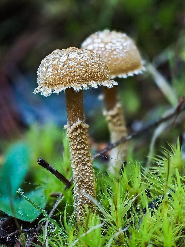 A Foggy Dew A couple of Stropharia ambigua covered with dew. These mushrooms had caps about 1.5cm in diameter. Canada,Fall,Geotagged,Questionable Stropharia,Stropharia ambigua