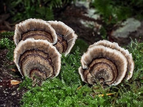 Gobble, Gobble! Turkey Tails, a very accurate common name for Trametes versicolor.  Canada,Fall,Geotagged,Trametes versicolor