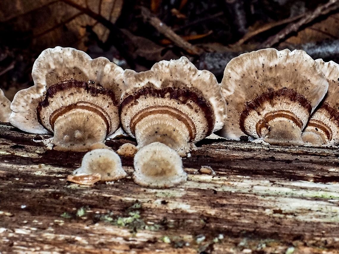 Gloeophyllum protractum, possibly? These fungi were growing in rows along the grain lines in a fallen dead deciduous tree. They were quite thick (compared to Trametes versicolor) at the base and had open pores on the reverse side. Unfortunately this fungus does not seem to have a common name, or does it? Canada,Fall,Geotagged