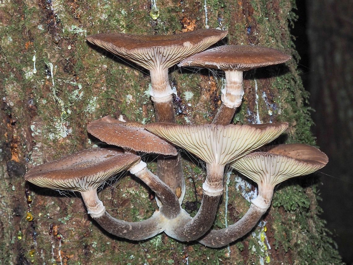 Honey Mushrooms (Armillaria mellea)... maybe? These lovely mushrooms were growing out of a still alive Douglas Fir tree. The Armillaria mellea seem to be a very variable species so I am definitely open to other suggestions. They were a lovely find while walking in the forest. Canada,Fall,Geotagged