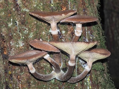 Honey Mushrooms (Armillaria mellea)... maybe? These lovely mushrooms were growing out of a still alive Douglas Fir tree. The Armillaria mellea seem to be a very variable species so I am definitely open to other suggestions. They were a lovely find while walking in the forest. Canada,Fall,Geotagged
