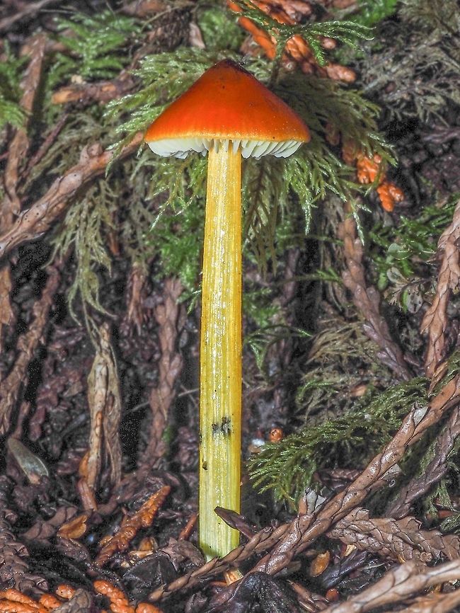 A Waxy Cap, Hygrocybe cuspidata? The bright cap of this little mushroom was easy to see even on the dark forest floor.    Canada,Fall,Geotagged,Gorgeous waxy cap,Hygrocybe conica,Hygrocybe cuspidata,Witch's hat