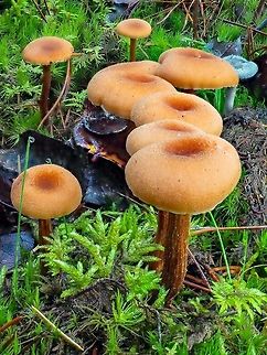Golden Trumpets, Xeromphalina campanella All in a row. Obviously a rotting log under the wet moss.    Canada,Fall,Geotagged,Golden trumpet,Xeromphalina campanella