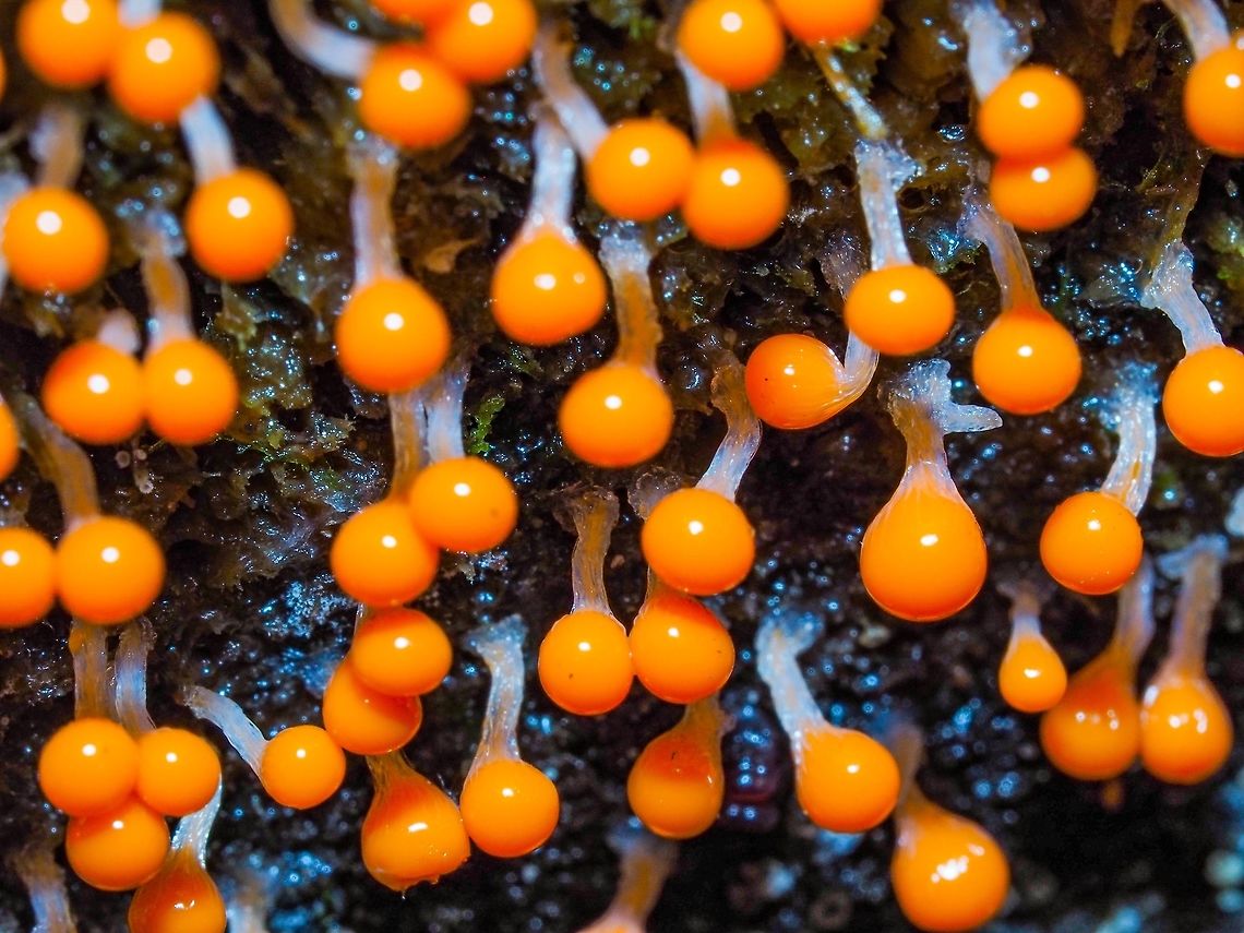 A Slime Mould, Trichia decipiens This striking slime mould was on the end of a decaying log. The other cut end was facing in another direction receiving more light and was bare. I have to assume that both ends were exposed at the same time. Canada,Fall,Geotagged,Trichia decipiens,slime mold