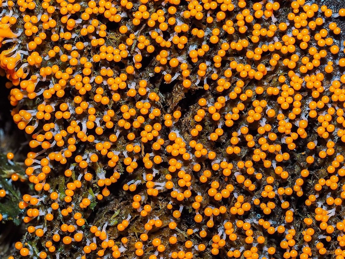 A Slime Mould, Trichia decipiens This Slime mould was located on the end of a north facing log. Canada,Fall,Geotagged,Trichia decipiens,slime mold