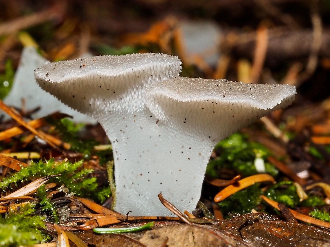 A Toothed Jelly Fungus, Pseudohydnum gelatinosum. This fungus is another new one for me. The translucency and jelly-like consistency was quite amazing along with the fact that it has &ldquo;teeth&rdquo;! Canada,Fall,Geotagged,Pseudohydnum gelatinosum,Psuedohydnum gelatinosum