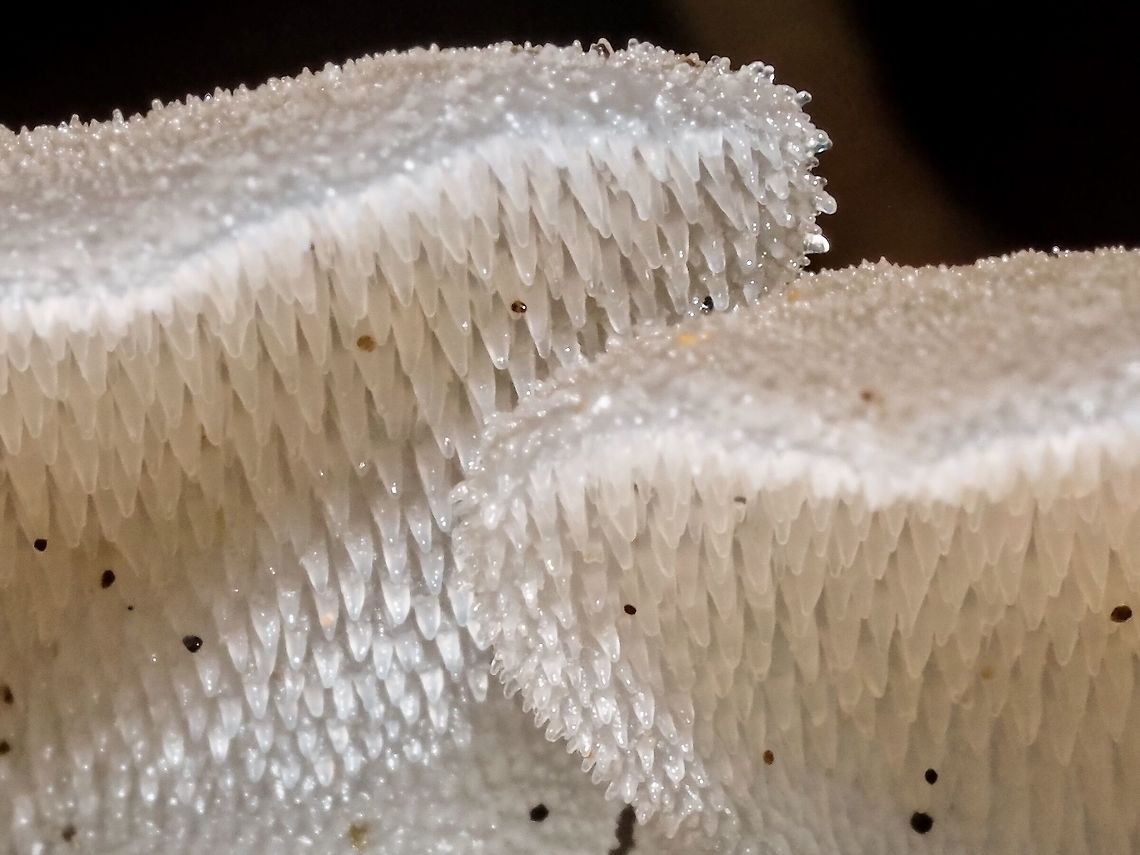 Toothed Jelly Fungus, Detail.  The translucency of this fungus is really quite something as is, in fact, the whole organism! Canada,Fall,Geotagged,Pseudohydnum gelatinosum,Psuedohydnum gelatinosum