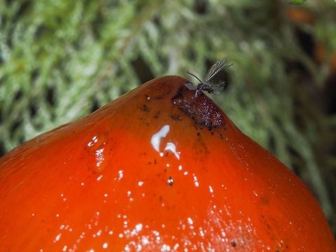 Who’s Eating My Hat? The apex of the Witch’s Cap mushroom is either being consumed by this unknown insect, now very much dead, or the insect became trapped in the waxy cap and the ensuing decay started the cap to also decay. Many thanks to Lisa Kimmerling for the ID. Canada,Fall,Geotagged,Hygrocybe conica,Witch's hat
