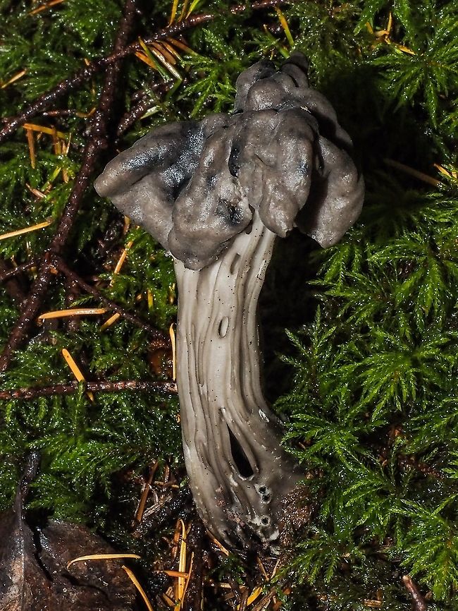 Fluted Black Elfin Saddle, Helvella lacunosa The Latin word lacuna means hole or cavity and the lacunae are visible on the stem of this mushroom.    Canada,Fall,Geotagged,Helvella lacunosa,Slate grey saddle