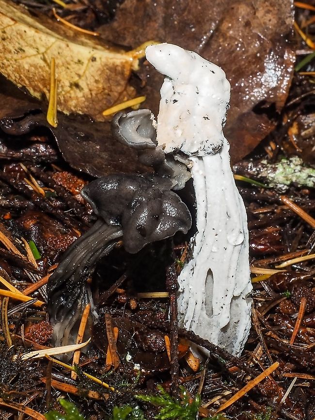 Looking Forward to the Next Victim! The parasitic mould, Hypomyces cervinigenus, has already attacked one Helvella lacunosa. How long will it take to get to the next nearest one? Canada,Fall,Geotagged,Hypomyces cervinigenus