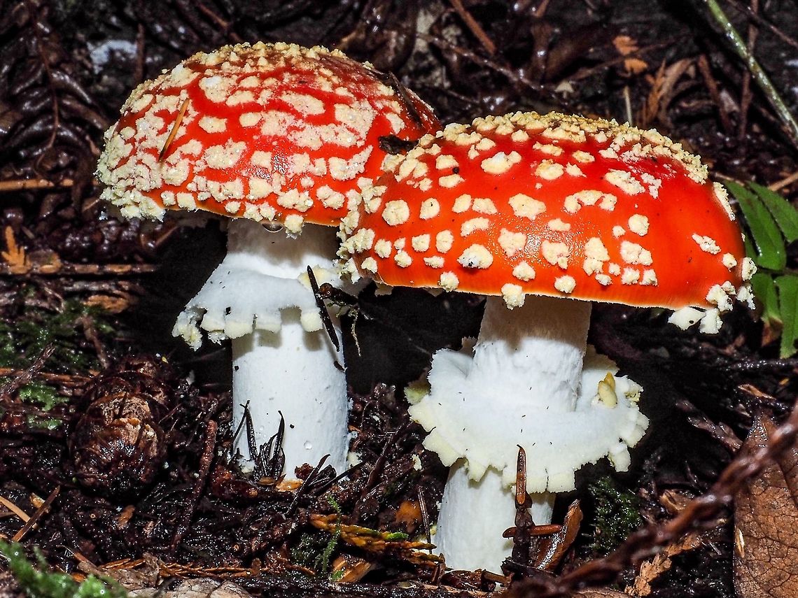 Freshly &ldquo;Unvieled&rdquo;! What do others think of when wild mushrooms are mentioned? <br />
Amanita muscaria! Amanita muscaria,Canada,Fall,Fly agaric,Geotagged
