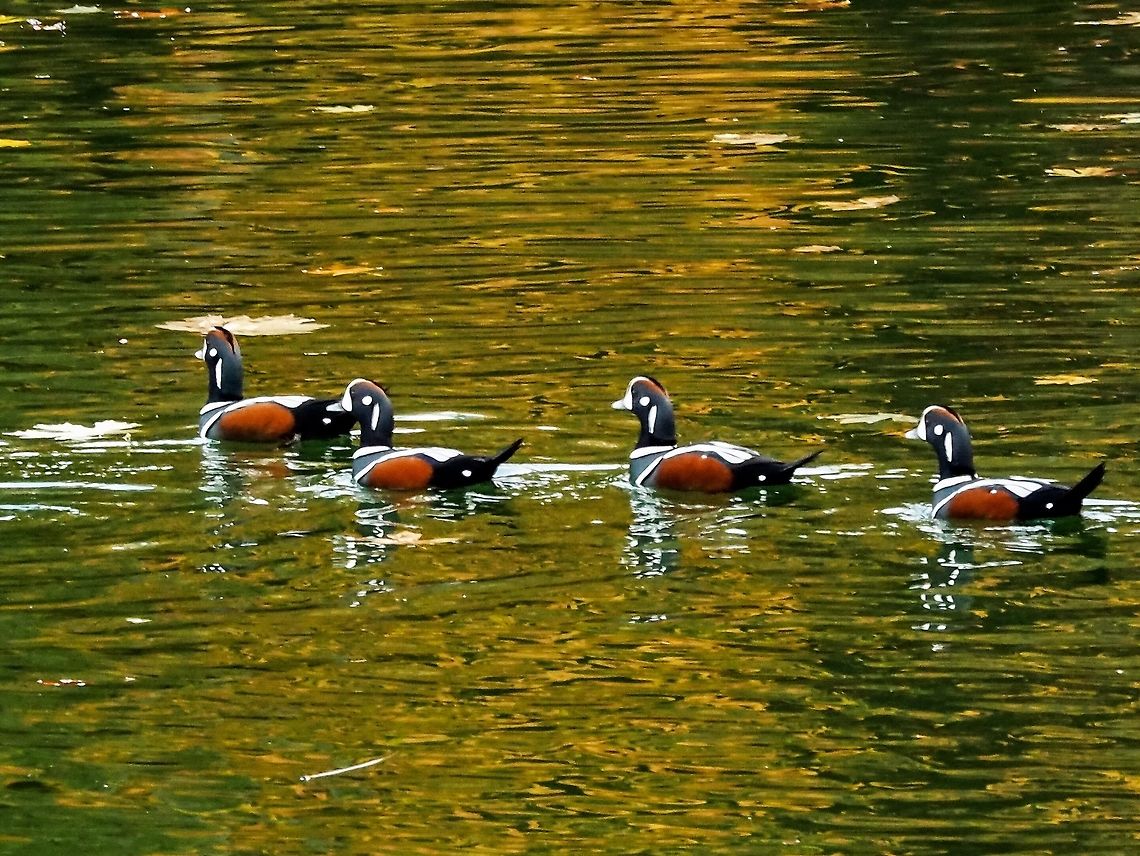 Fall Colours. These male Harlequins were floating in the bay behind the Whaletown post office. They were interested in other things than the fall colours. Canada,Fall,Geotagged,Harlequin duck,Histrionicus histrionicus