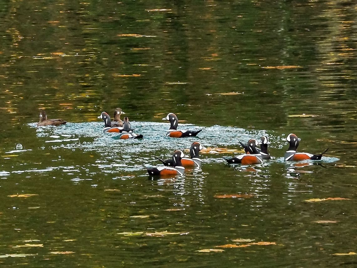 Not Great Odds! Two females and eight males! In our area these small ducks are around most of the year with the breeding pairs leaving to the interior to breed and nest in the spring. The males return to the coast as soon as the eggs are laid and incubation starts. The males then gather and molt and wait till the females and young return to start &ldquo;sorting things out&rdquo;! Canada,Fall,Geotagged,Harlequin duck,Histrionicus histrionicus
