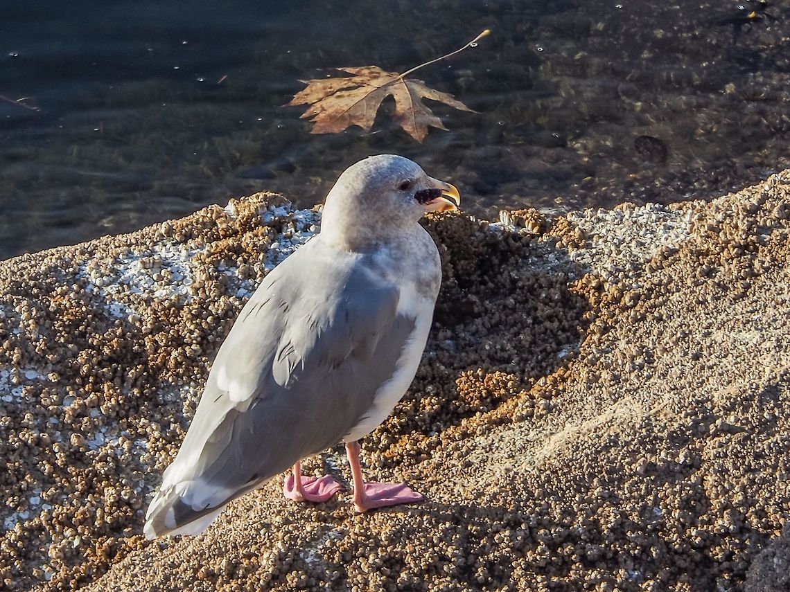 Not So Easy to Swallow! This Glaucous-winged gull is waiting for the arms of the sea star, Pisaster ochraceus, to conform to its throat so it can finally swallow the sea star. At this time of year the low tides are moving into the dark so normal foraging for the gull is somewhat curtailed. At daytime lows they cruise along the shoreline looking for the hapless P. ochraceus which has not submerged itself deep enough to escape the gulls very shallow &ldquo;dives&rdquo;. Another thing to note, the gulls head has gone from a sparkling white to a winter gray. It will remain this colour till mating season in the spring. Canada,Fall,Geotagged,Glaucous-winged gull,Larus glaucescens