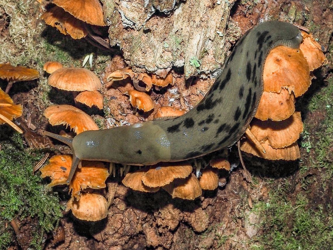 Lunch Time! A Banana Slug enjoying  some of the many mushrooms available this fall. Ariolimax Columbianus,Canada,Fall,Geotagged,Pacific banana slug