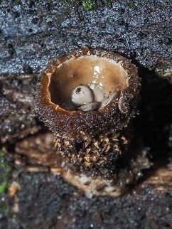 Jellied Bird&rsquo;s Nest Fungus A closeup of Nidula candida showing the jellied interior of the &ldquo;nest&rdquo;. One of the &ldquo;eggs&rdquo; has already escaped.     Canada,Fall,Geotagged,Nidula candida