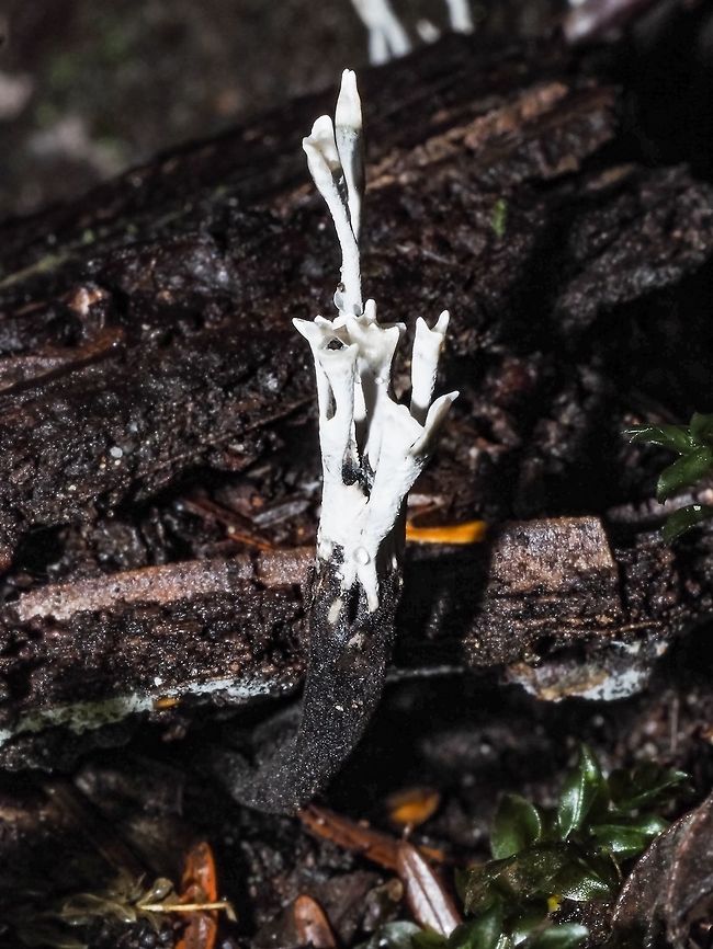 Carbon Antlers, Xylaria hypoxylon One of the most black and white fungus that I have ever seen.  Canada,Candlesnuff fungus,Fall,Geotagged,Xylaria hypoxylon