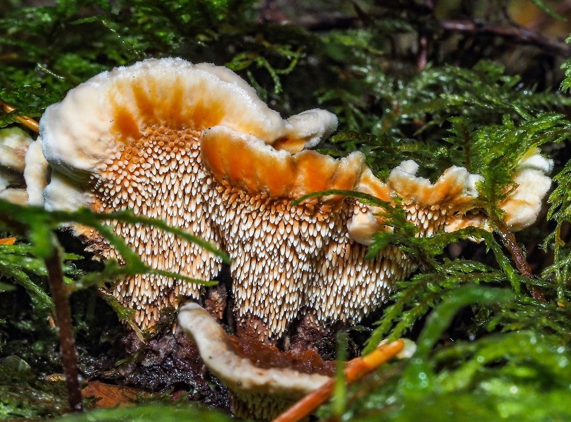 Oh, What Small Teeth You Have! The Orange Hydnellum a toothed Fungus has been described as, &ldquo;unequivocally inedible&rdquo;.   Canada,Fall,Geotagged,Hydnellum aurantiacum