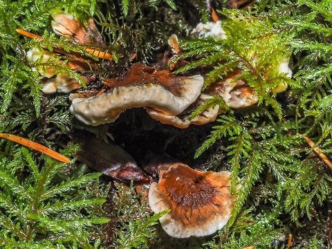 A View From The Top. Hydnellum aurantiacum, the Orange Hydnellum is a toothed fungus. Canada,Fall,Geotagged,Hydnellum aurantiacum