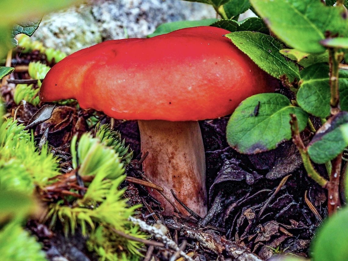 A Rosy Russula! A very bright red Russula rosea. Canada,Fall,Geotagged,Rosy russula,Russula rosea