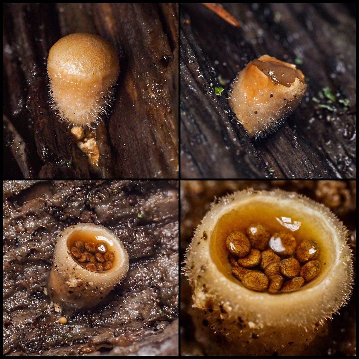 A Bird’s Nest Montage A collection of four photos showing the maturation of the fruiting body of Nidula niveotomentosa. The upper left photo shows the fruiting body with the epiphragm (lid) inact. The photo on the top right shows that the epiphragm has ruptured exposing the jelly like material within while the photo on the lower left shows the exposed peridium (nest). Finally, the photo on the lower right is a closeup of the peridioles (eggs) which contain the spores. Canada,Geotagged,Nidula niveotomentosa