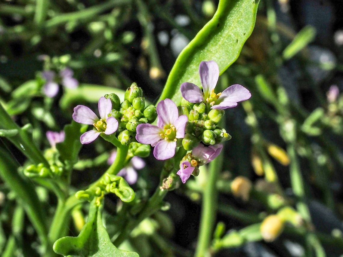 European Sea Rocket, Cakile maritima An introduced wildflower that loves being near salt water. Discovered on a beach on the east side of Cortes Island. Cakile maritima,Canada,Fall,Geotagged