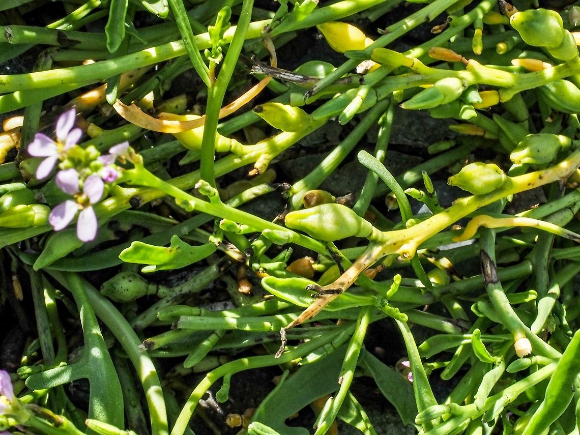 Cakile maritima, European Sea Rocket A photo showing the fruit of the European Sea Rocket. The fruit easily detaches when ripe and can be carried long distances after floating away on a high tide. Cakile maritima,Canada,Fall,Geotagged