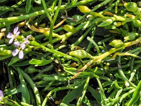 Cakile maritima, European Sea Rocket A photo showing the fruit of the European Sea Rocket. The fruit easily detaches when ripe and can be carried long distances after floating away on a high tide. Cakile maritima,Canada,Fall,Geotagged