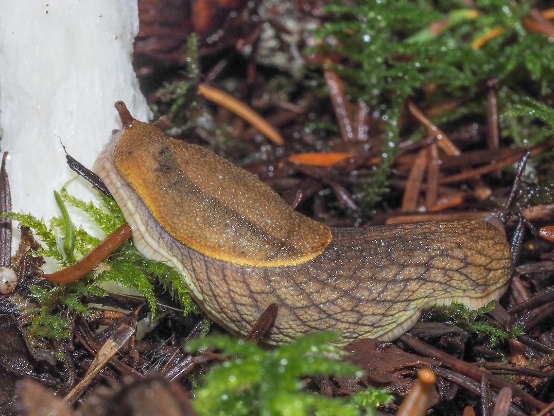Prophysaon foliolatum, The Yellow-bordered Taildropper The common name for this land snail is derived from the yellow mantle border and the action of self amputation of the end of the tail when attacked by an enemy. One of the foods of this land snail is mushrooms one of which this snail is enjoying!       Canada,Fall,Geotagged,Prophysaon foliolatum,Yellow-bordered Taildropper,land snail