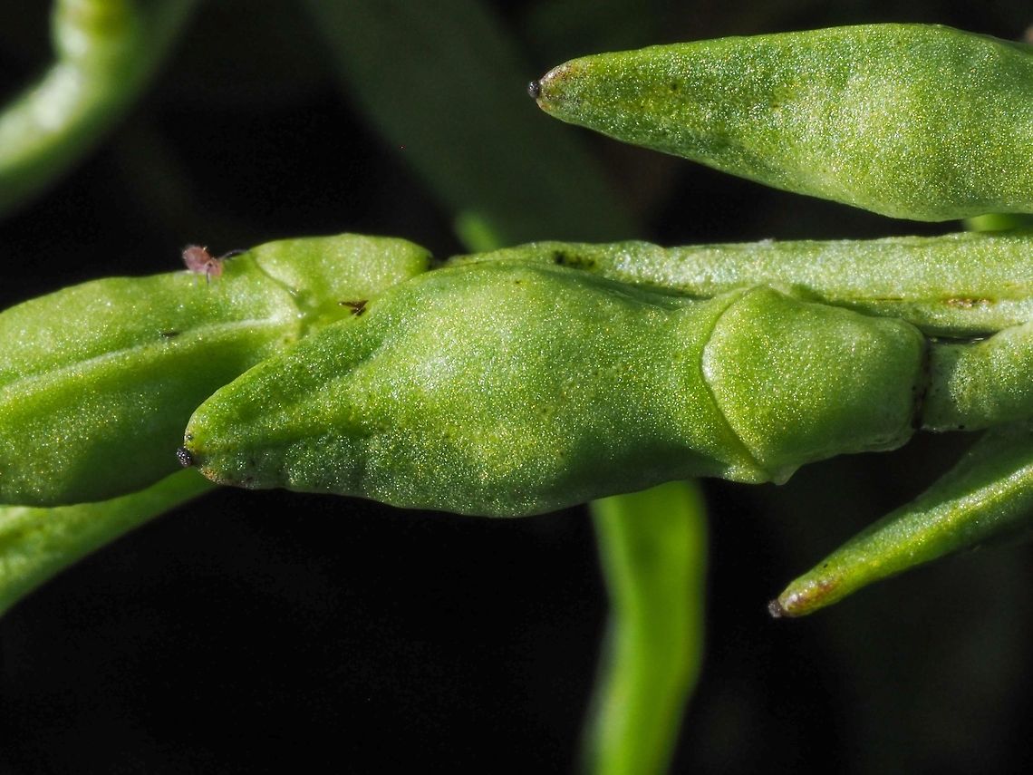 Seed Pod of the European Sea Rocket The seed pod of the Cakile maritima has two parts. The distal three quarters easily fractures from the medial quarter when ripe. The fractured portion is &ldquo;corky&rdquo; and contains two seeds. This portion is capable of floating on the ocean for up to 70 days therefore allowing the plant to spread to another beach. To ensure that this plant can also stay where it is the medial portion also contains two seeds which end up in the sand surrounding this annual plant ensuring a new plant next spring.<br />
<a href="https://soundwaterstewards.org/icbw/essays/rocket.htm" rel="nofollow">https://soundwaterstewards.org/icbw/essays/rocket.htm</a> Cakile maritima,Canada,Fall,Geotagged