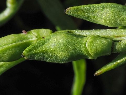 Seed Pod of the European Sea Rocket The seed pod of the Cakile maritima has two parts. The distal three quarters easily fractures from the medial quarter when ripe. The fractured portion is “corky” and contains two seeds. This portion is capable of floating on the ocean for up to 70 days therefore allowing the plant to spread to another beach. To ensure that this plant can also stay where it is the medial portion also contains two seeds which end up in the sand surrounding this annual plant ensuring a new plant next spring.
https://soundwaterstewards.org/icbw/essays/rocket.htm Cakile maritima,Canada,Fall,Geotagged