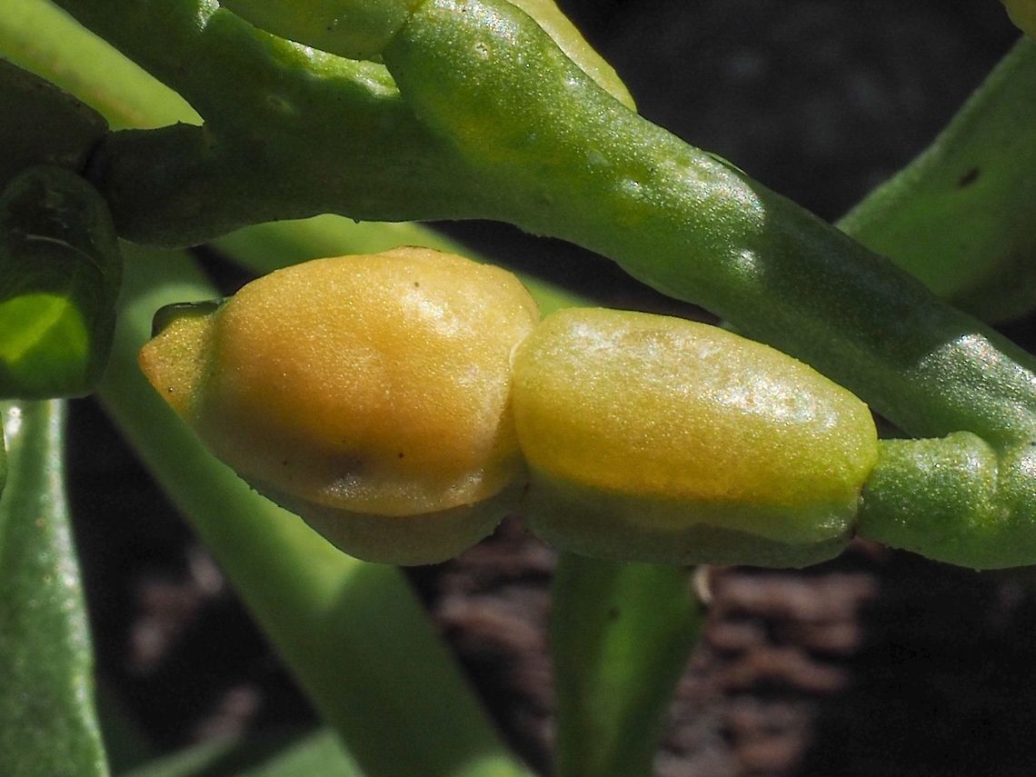 Seed Pod of the American Sea Rocket Surprisingly for me this plant was found in close proximity to C. maritima. I encourage you to read this essay.<br />
<a href="https://soundwaterstewards.org/icbw/essays/rocket.htm" rel="nofollow">https://soundwaterstewards.org/icbw/essays/rocket.htm</a> Cakile edentula,Canada,Fall,Geotagged