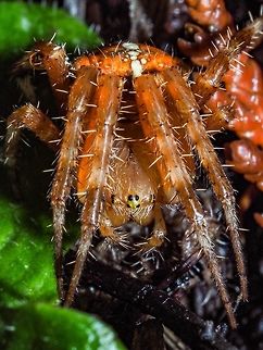A Garden Spider Looking At Me! A female Araneus diadematus, she was not moving too quickly on a cool, 5*C, morning. Strangely enough she was on the ground and away from any web.  Araneus diadematus,Canada,European garden spider,Fall,Geotagged