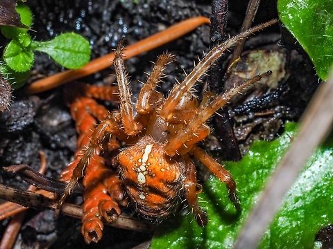 A Female Garden Spider. An Araneus diadematus female. This female spider was on the ground away from any web likely suffering from the cold.       Araneus diadematus,Canada,European garden spider,Fall,Geotagged