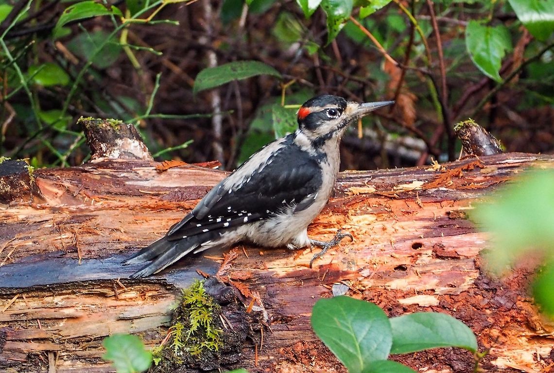 A Hairy Woodpecker This fellow, Picoides villosus, was very busy on a downed rotting log right near the parking lot at the entrance to the Hank&rsquo;s Beach trail. It was completely oblivious to me taking its photograph. Canada,Fall,Geotagged,Hairy Woodpecker,Hairy woodpecker,Leuconotopicus villosus,Picoides villosus
