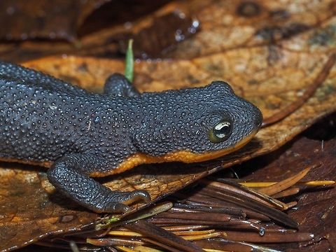 A Rough Skinned Newt. This fellow was hiding under the salal on the leaves very well camouflaged. Canada,Fall,Geotagged,Rough-skinned newt,Taricha granulosa