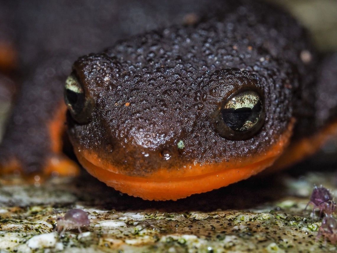 A Smiling Rough Skinned Newt! I think it is smiling because of all the Globular Springtails covering the rock it is sitting on. Canada,Fall,Geotagged,Rough-skinned newt,Taricha granulosa