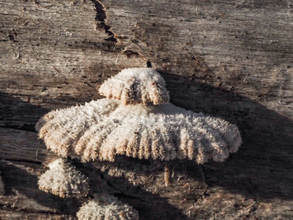 The Common Split Gill Fungus This all white fuzzy bracket fungus was on the outside of a beach log. Canada,Fall,Geotagged,Schizophyllum commune