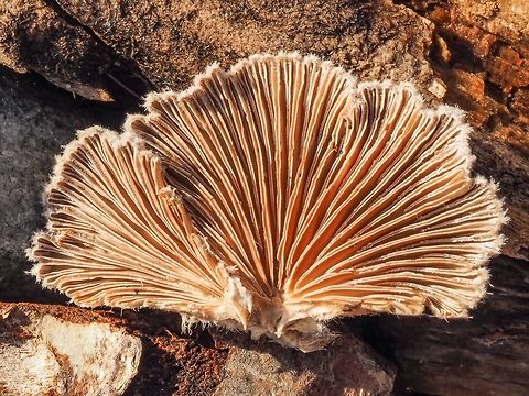 Why It Is Called a Split Gill. A closeup of the underside of this mushroom- the Common Split Gill, Schizophyllum commune. Canada,Fall,Geotagged,Schizophyllum commune