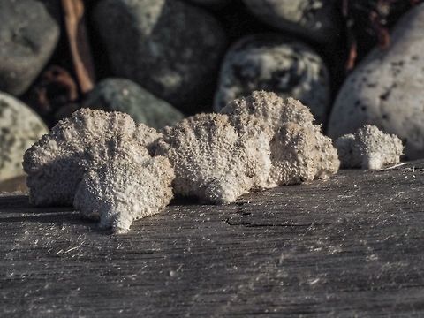 A Family Photo! A group of Schizophyllum commune on a beach log. Canada,Fall,Geotagged,Schizophyllum commune